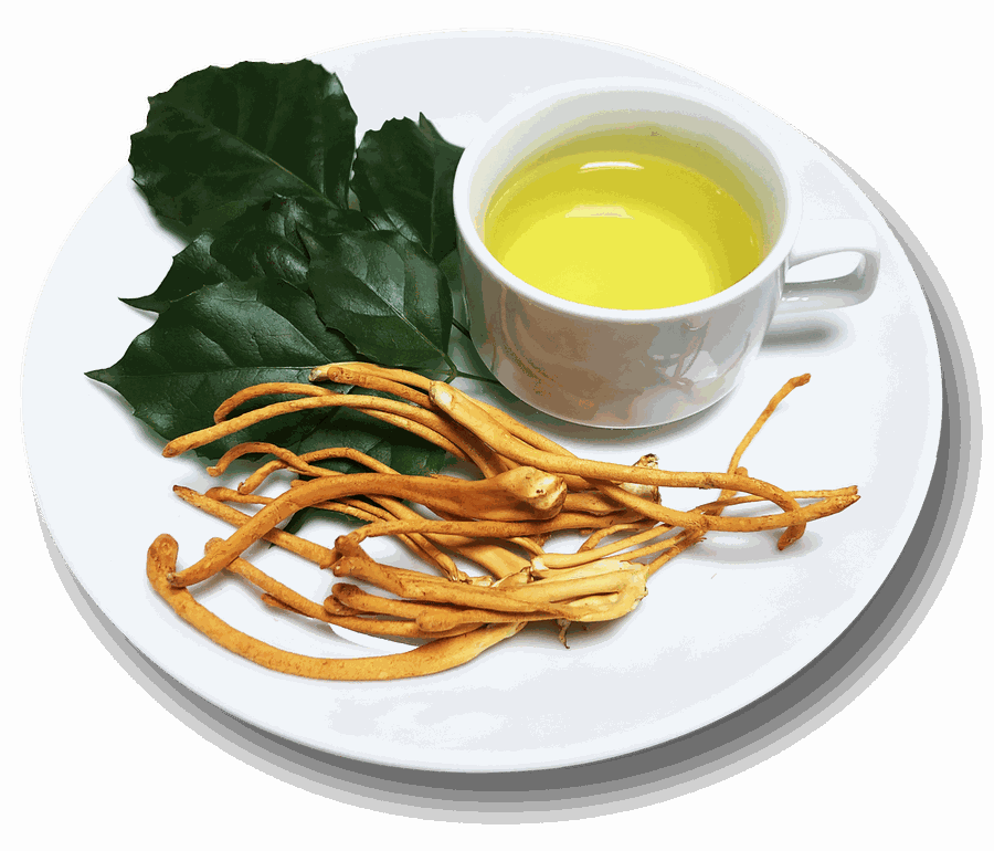 Sợi đông trùng hạ thảo tươi